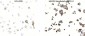 Recombinant PD-L1 antibody [AC37]